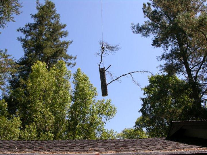 Fine Tree Care Diamond Certified