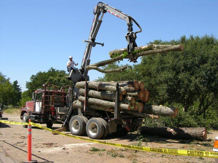 Fine Tree Care Diamond Certified