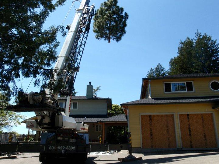 Fine Tree Care Diamond Certified