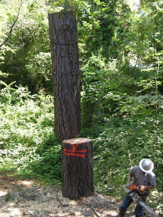 Fine Tree Care Diamond Certified