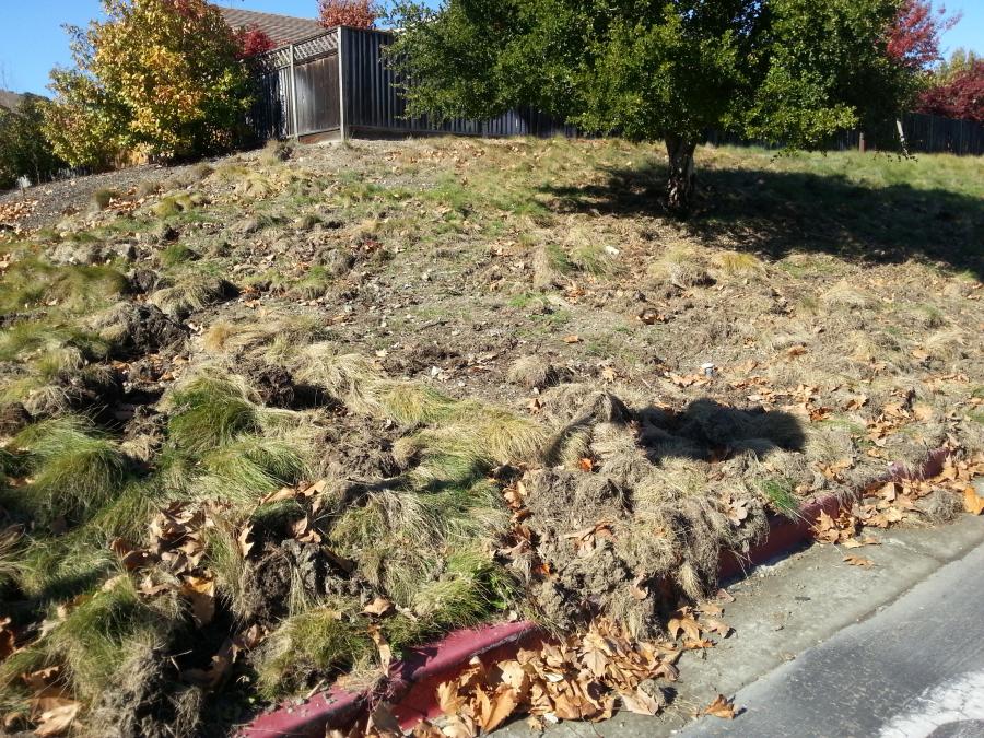 Osborn Spray Service East Bay Pest Control Diamond Certified