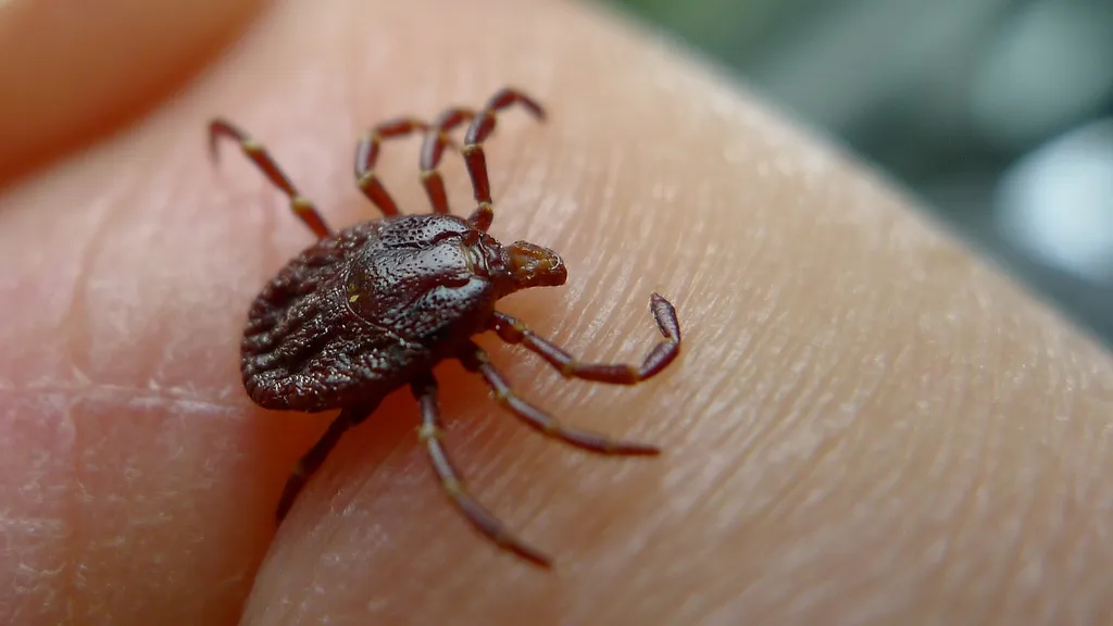 Summer Tick Prevention in the Bay Area