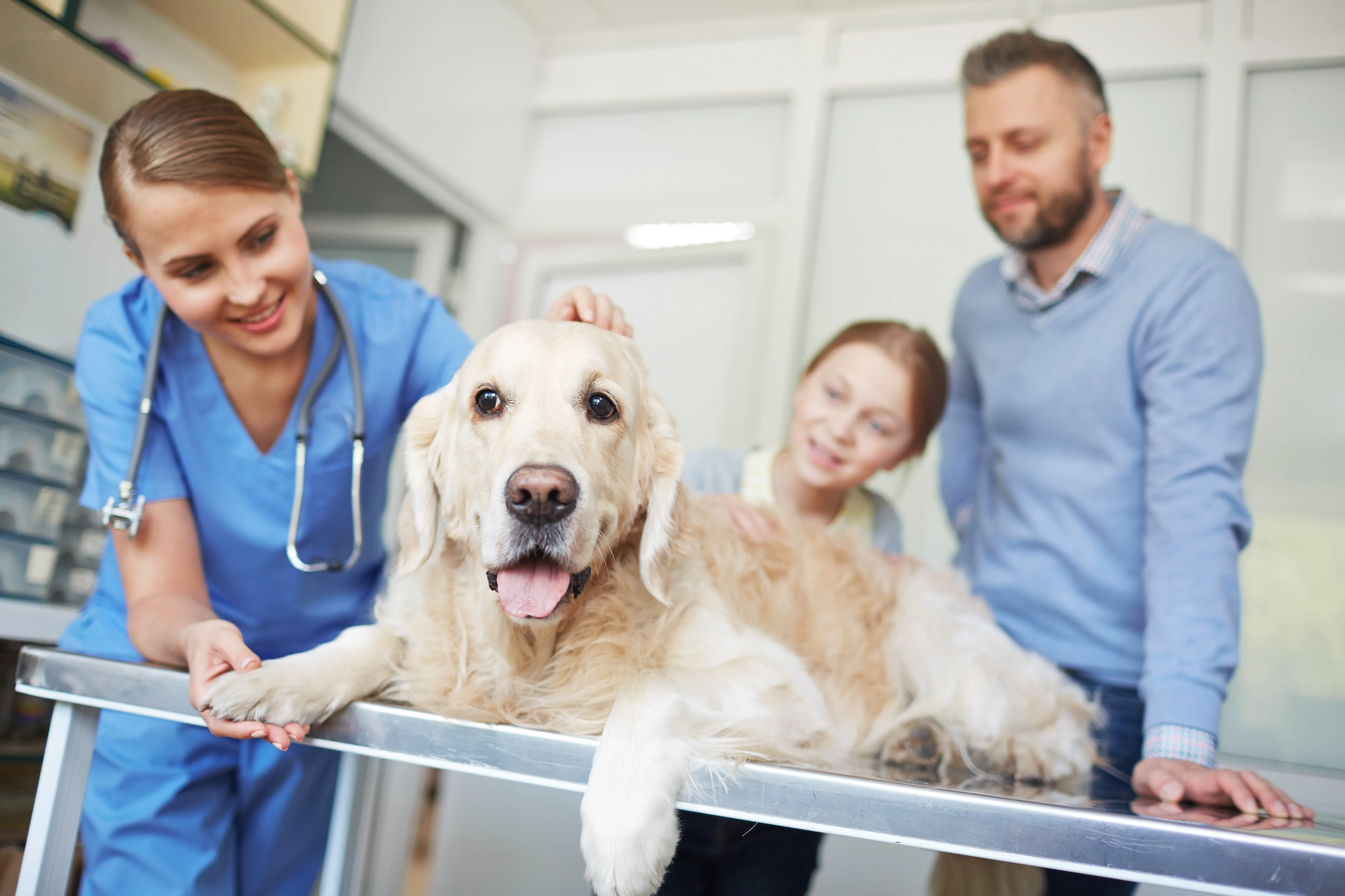 The Importance of Routine Pet Checkups