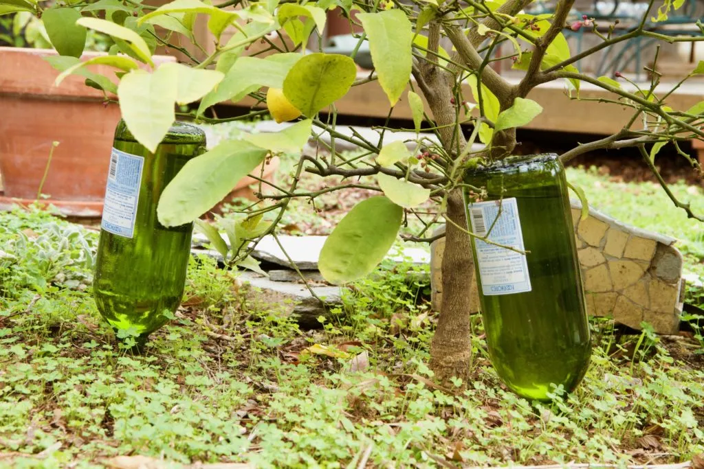 Repurposing Wine Bottles for Landscape Irrigation