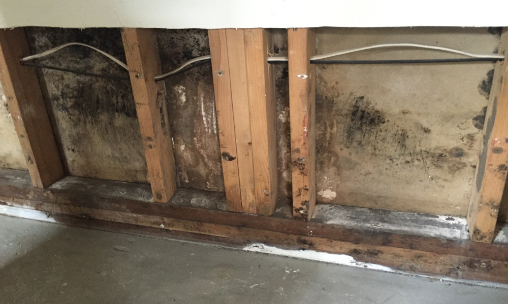 mold prevention and remediation